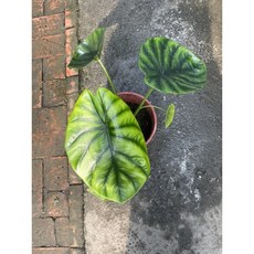 霏霏園藝 綠龜甲觀音蓮 5吋盆, 1個