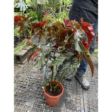 霏霏園藝銀點海棠成樹 1-2年苗 7-8吋盆 高度60-70cm以上, 1個