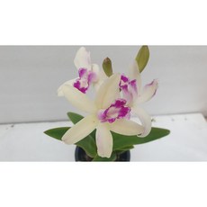 [신라난농원]카틀레야원종.렐리아 루페스트리스(크리스파타).실생종.예쁜흰색의 진핑크색립프.좋은향.고급종.인기품종.재입고.필독뒷사진참고, 1개