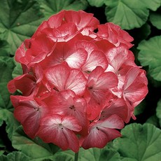 제라늄 10cm 링고2000 스칼렛스타