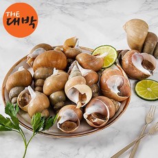 동해안 백고동 백골뱅이 급냉, 1개, 800g
