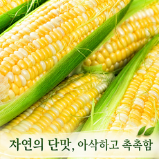 [26년첫수확] 산지직송 당도보장 생으로먹는 초당옥수수, 1박스, 5개입 (특품)