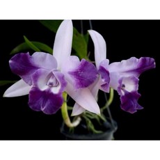 [신라난농원]카틀레야.카틀레야 카리아드의 미니퀴니 엔젤키스.꽃대없음.보라색에 더 진한보라색립프.(아주예쁜색).필독뒷사진참고., 1개