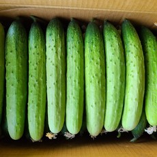 지오이 백오이 백다다기 오이 특품, 못난이오이10kg, 1박스