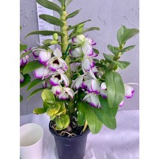 [루반정원] Den. 러브메모리피치, 1개