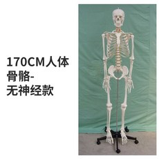 과학실 인체모형 교육용 신체 척추모형 인체 전신 골격 모델 해골 해부학모형 척추 뼈, A. 170cm 신경 없음