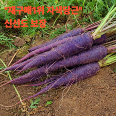 [재구매1위] 산지직송 자색당근 프리미엄 특품, 1박스, 2kg