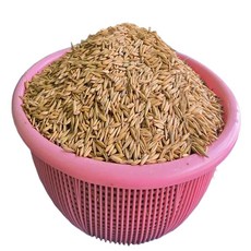 귀리 새싹 재배 씨앗 국내산 수경 재배 새싹 키우기 3kg, 귀리씨앗