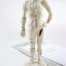 包郵!經絡穴位針灸小人模(26cm) 針炙穴位人體模型 針灸模型26厘米人體模型 教学 模型 穴位 關節骨架 模具, 1個, 26cm人體模型