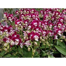 [신라난농원]호접란.성공. 쌍대.(고급스럽고 자주빨강) 꽃모양예쁨.꽃색상이 화려.고급종.인기상품.신상.필독뒷사진참고., 1개