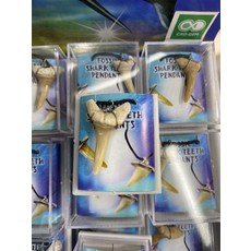 조개화석 암모나이트 화석 1 천연 동물 화석 상어 이빨 화석 광물 표본을 선물로 장식용