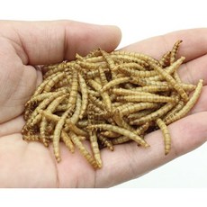 大麥蟲南極蝦蟋蟀乾綜合包 高蛋白寵物零食 鳥類烏龜倉鼠飼料批發, 1個, 乾燥麵包蟲,10公斤