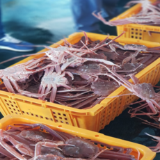 구룡포 산지직송 국내산 활대게 살아있는 생물 대게회 횟감 3미, 1개, 활 대게 3미(1미 당 300~350g 내외)