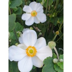 [지인야생화] 추명국-흰색홑꽃, 1개