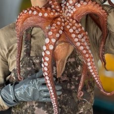 원픽파머스 당일조업 통영 남해안 자연산 돌문어 1kg 2kg 제수용 돌문어, 1개, 자연산 돌문어 1kg(1-4미)