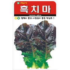 아람종묘 흑치마 상추 씨앗 2000립, 3개