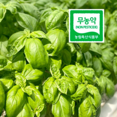 퍼핑빌리지 바질 큰잎 생잎 페스토용 500g + 100g 중량UP, 1개