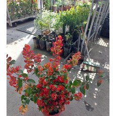 霏霏園藝 洋傘花 7寸盆