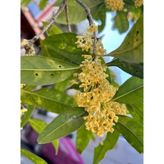 霏霏園藝日本香水桂花 四季開花 香味濃郁 庭院盆栽佳選, 1個