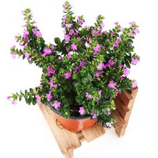 갑조네 구피아 쿠페아 구피화 사계절꽃 겨울꽃 봄꽃 보라색꽃, 1개, 단일