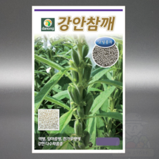 다농 강안참깨 코팅 3000립 코팅종자 내병성 참깨씨앗, 1개