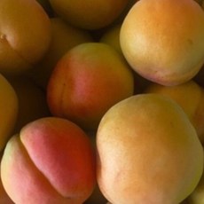 살구나무묘목 왕살구나무 하코드