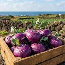 국내산 청정제주 아삭 제철 콜리브리 콜라비 정품 로얄과, 1박스, 2kg
