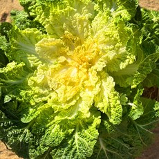 산지직송 당일수확 국내산 봄동 배추, 1개, 2kg