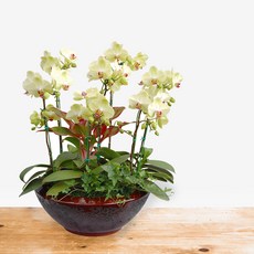 포춘MTFF044, 서울특별시／광역시／경기도, 베이직, 필요없음