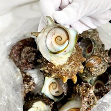 [산지직배송] 바다 향 가득 쫄깃한 국내산 뿔소라 신선한 식감, 1박스, 1KG