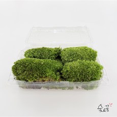 숯앤꽃 비단이끼 대, 3개