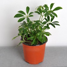 가꾸지오 공기정화 미니화분 포트식물B, 포트식물B-홍콩야자, 포트식물B-홍콩야자