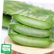 알로에 사포나리아 생잎 1키로, 1kg, 쿨  1