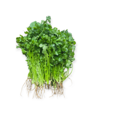 고수 ( Ngo ri) 100g/아시아 농장 송소희, 100g, 1개