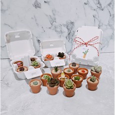 제이앤미 초미니다육 미니다육 반려식물 계란판다육 세트 집들이선물 플랜테리어, 1개, 6구