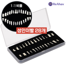 레아하브 덴탈28 성인 치아 모델 치과 설명 모형 병원 장식 환자 실습 교구, 28개