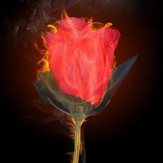 fooi 2024 NEW 불꽃장미 어피어링로즈 장미마술 5시전 당일발송