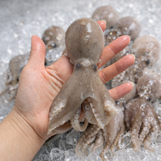 산지직송 국내산 생물 알쭈꾸미 신선쭈꾸미 제철해산물 알가득 알배기, 1개, 생물 알쭈꾸미 2kg(12-24미)