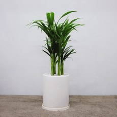 꽃피우는청년 (BIG 중형) 키우기 쉬운 실내공기정화식물 7종, 아레카야자, 1개