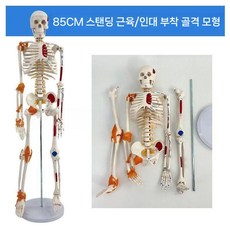 과학교구 인체구조 인체골격 과학실 실험교구 표본, 85cm 양면 컬러 근육 스탠