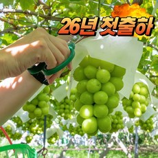 [첫출하 이벤트] 프리미엄 국내산 샤인머스켓 1kg 2~3수, 1개