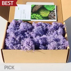 [라이트퍼플 모스] 0401 200g 스텔라 모스이끼 식물 인테리어 원예 재료 픽앤코401