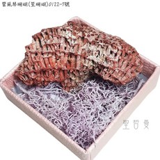 聖哲曼 管風琴珊瑚 紅珊瑚礁簇 海洋礦物晶體標本