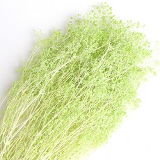 화연양화 대용량 프리저브드 표백 안개꽃 10색 도매, 07 라임