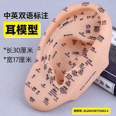 包郵!中英文耳朵模型耳部穴位針灸中醫仿真假耳反射區大字耳廓推拿按摩人體模型 教学 模型 穴位 關節骨架 模具, 1個, 30cm【耳朵穴位模型】中英文雙語標注