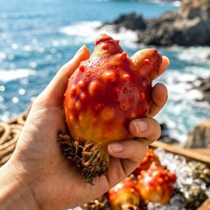 [산지직송] 통영 활멍게 피멍게, 1개, 1kg