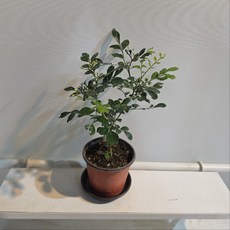오렌지자스민 소형 향기나는 식물 (화분받침포함), 1개