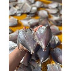 국내산 완도 반건조병어10마리, 1개, 400-500g 10마리