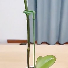 방울토마토 오벨리스크 농자재 가드닝 원형 고리형, 27cm