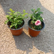 해당화/인가목(분홍겹)2개묶음, 2개